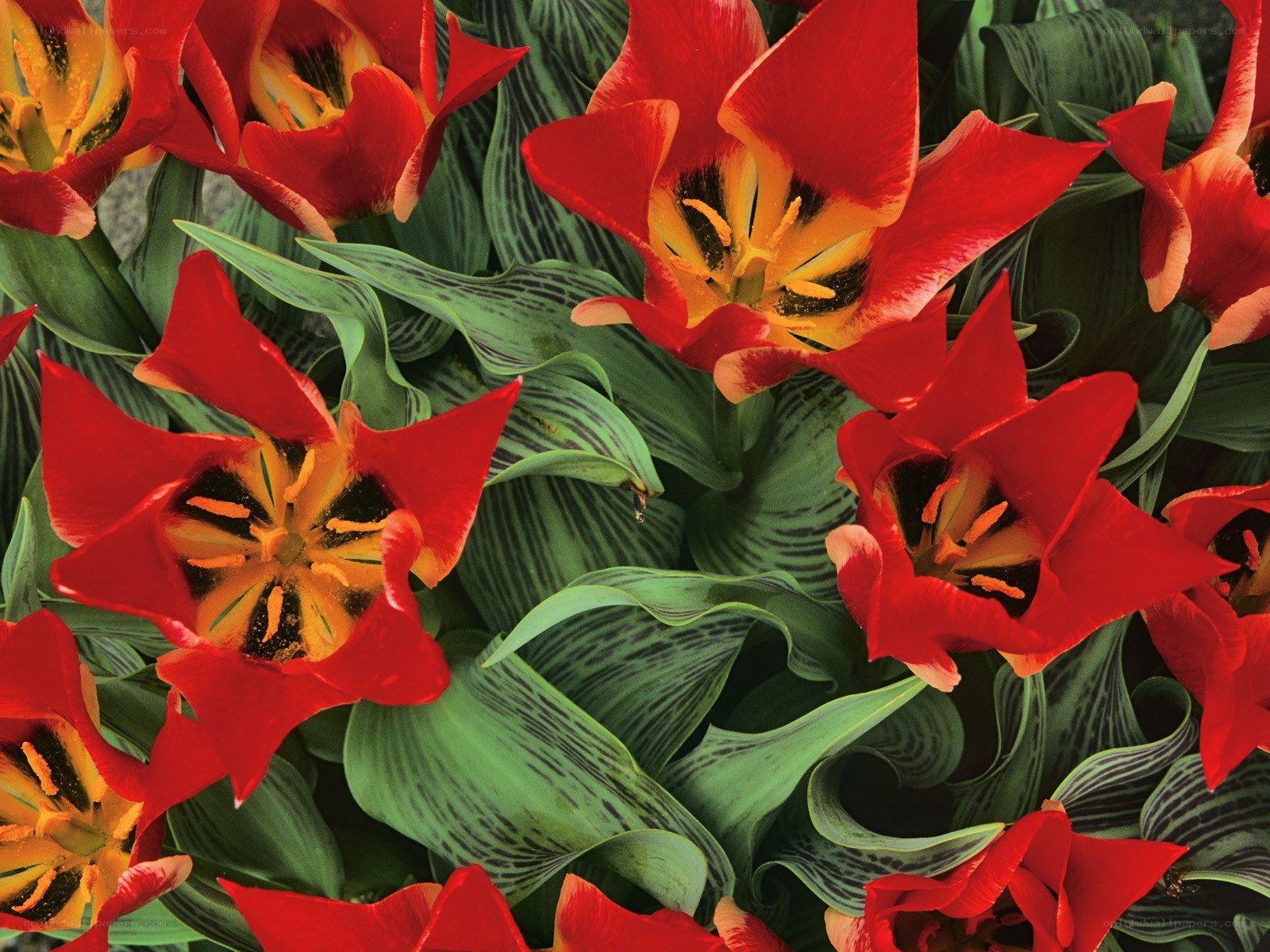 Red tulips with striped leaves