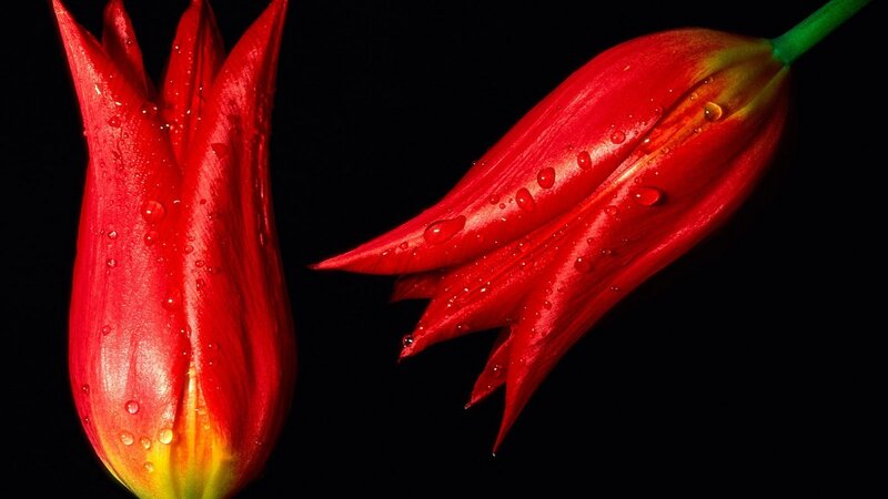 Red tulips with water droplets