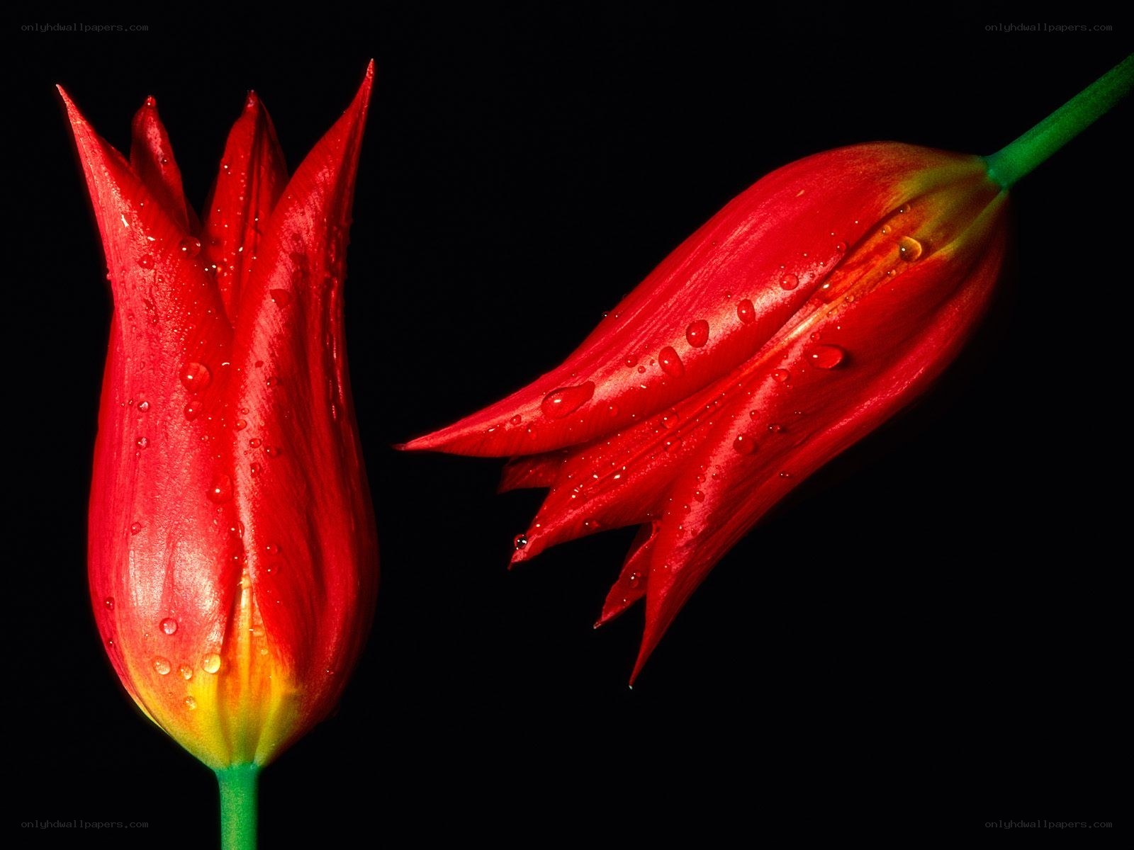 Red tulips with water droplets