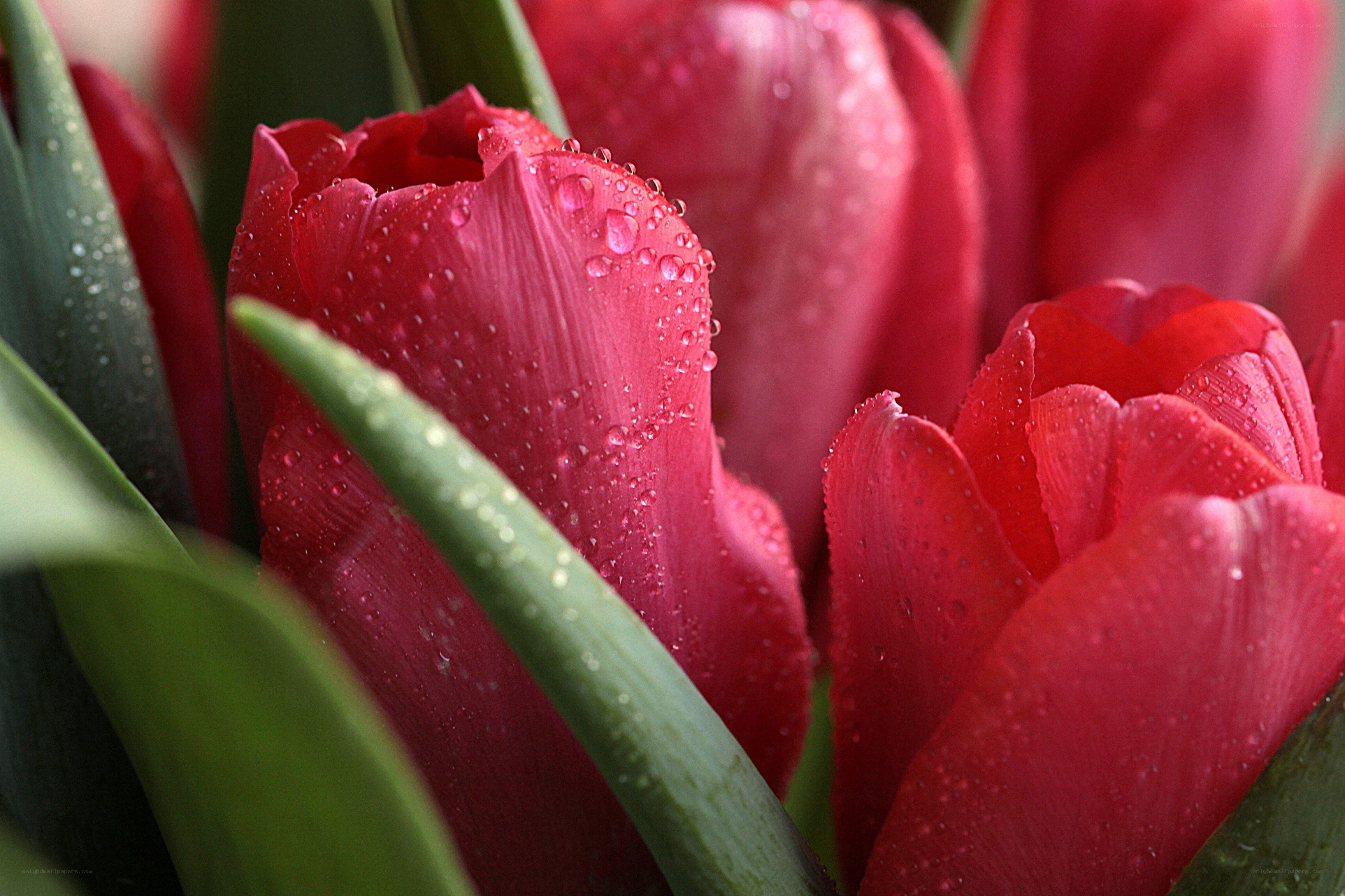 Red tulips with water droplets