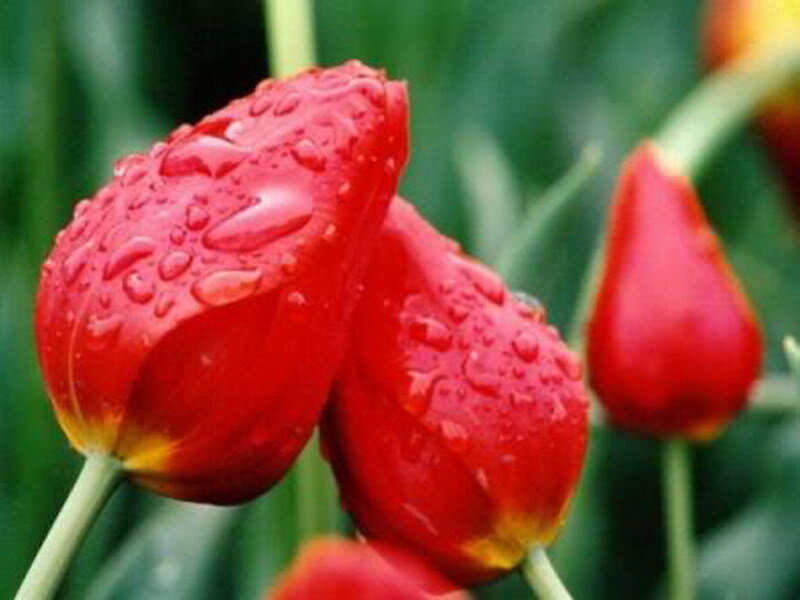 Red tulips with water droplets