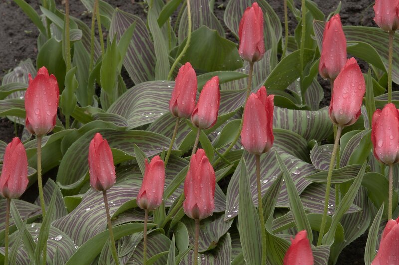 Red tulips with water droplets