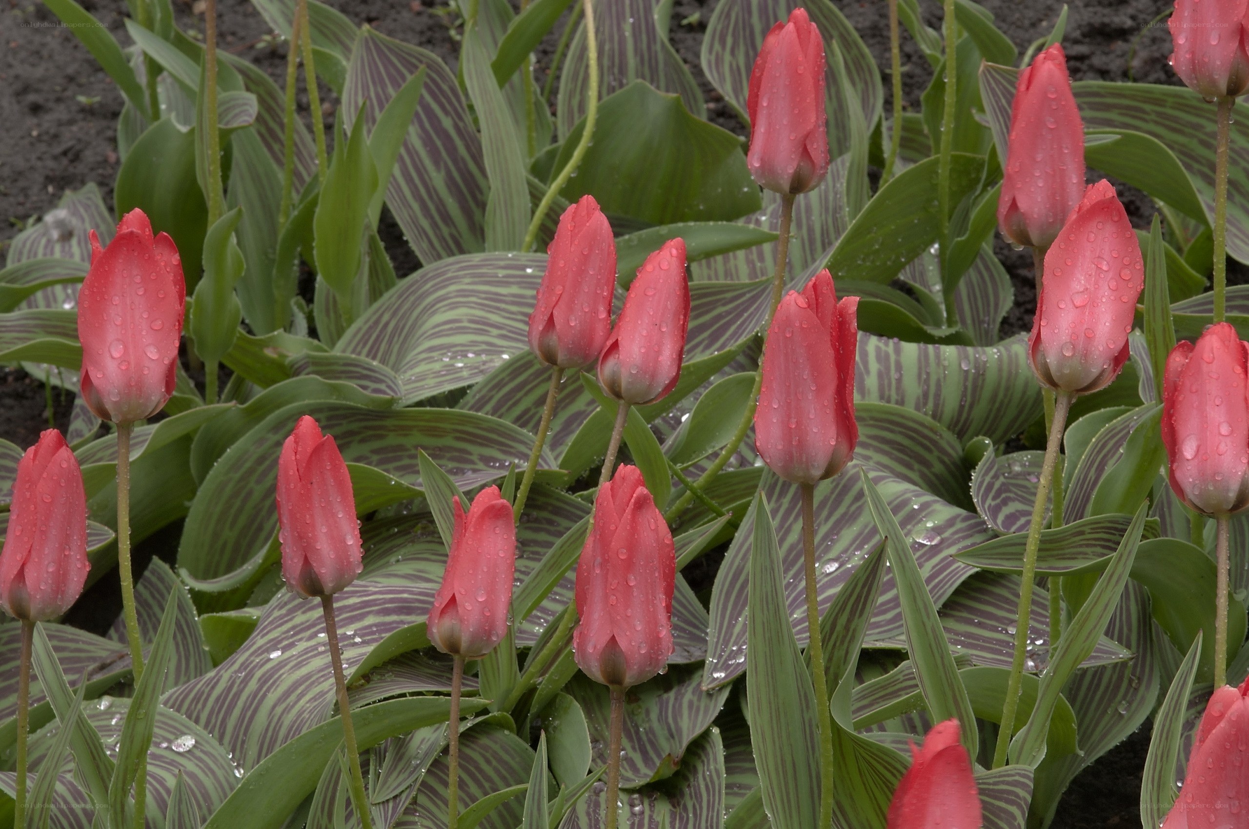 Red tulips with water droplets