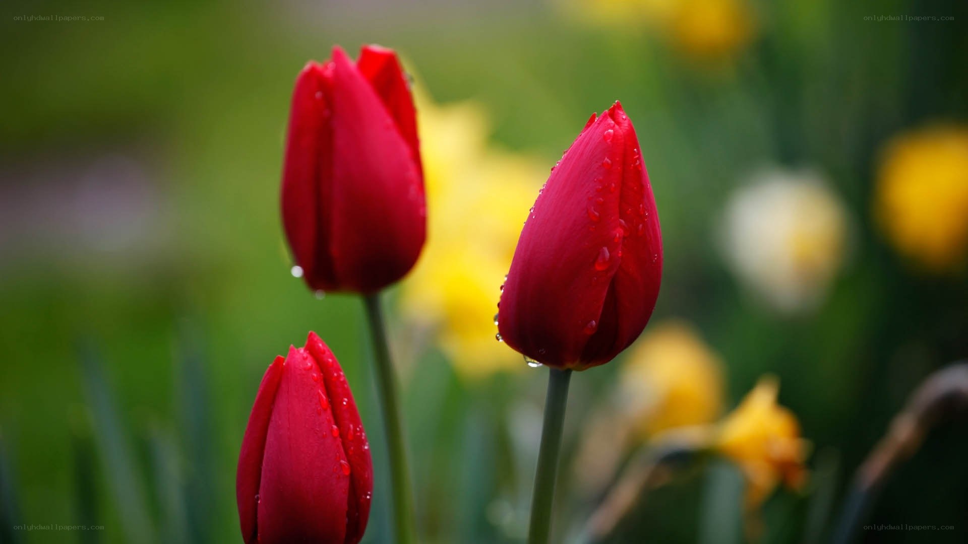 Red tulips with water droplets