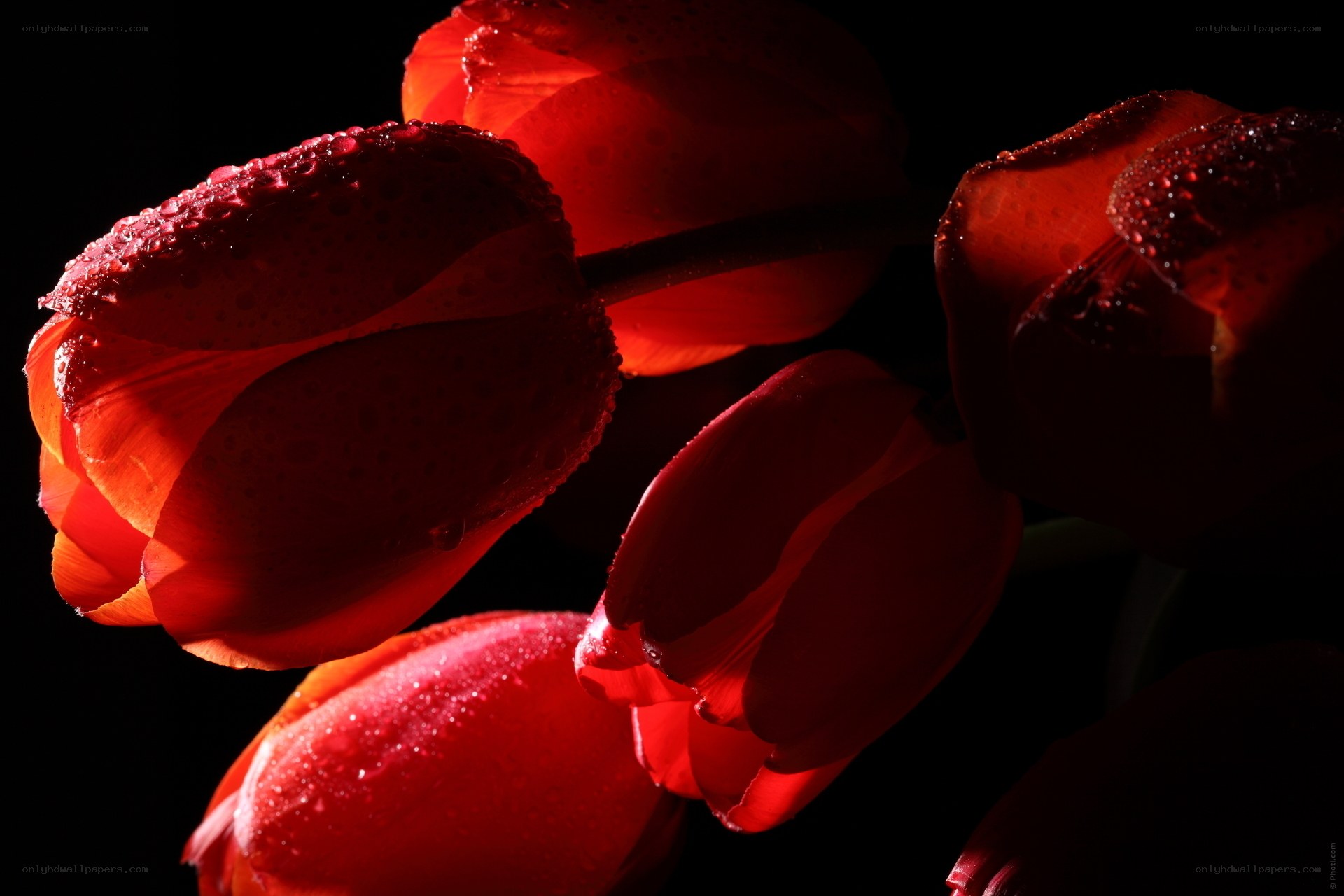 Red tulips with water droplets