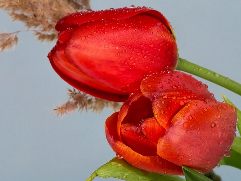 Red Tulips with Water Droplets — Calm, Photograph