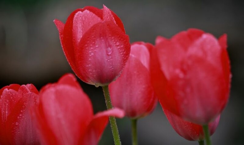 Red Tulips with Water Droplets — Calm, Spring