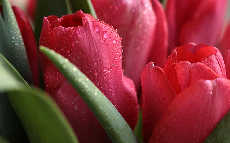 Red Tulips with Water Droplets — Calm