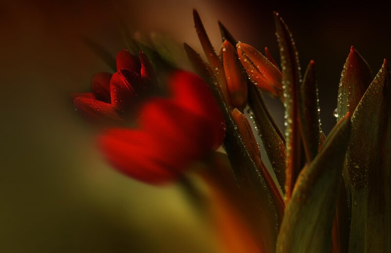Red Tulips with Water Droplets — Dramatic, Photograph, Flowers