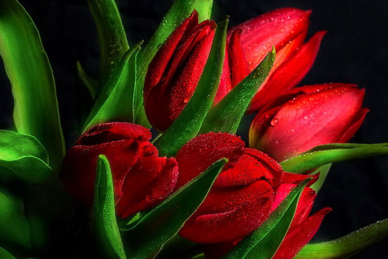 Red Tulips with Water Droplets — Dramatic, Photograph, Green Leaves