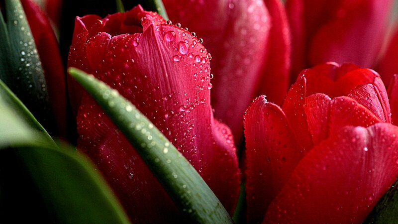 Red Tulips with Water Droplets — Dramatic, Photograph