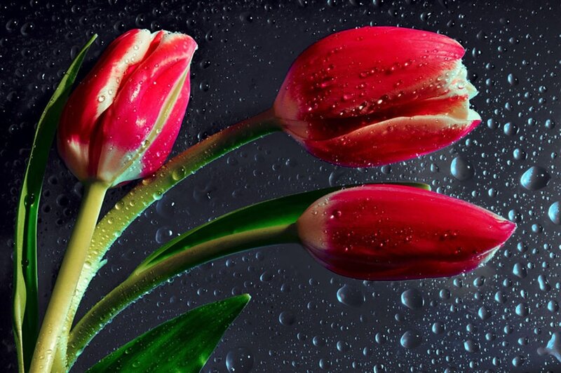 Red Tulips with Water Droplets — Dramatic, Photograph, Water Droplets, Green Stems