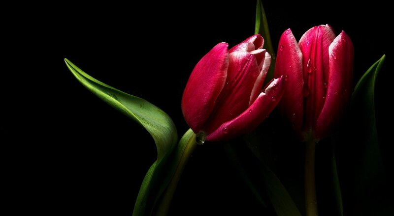 Red Tulips with Water Droplets — Dramatic, Photograph, Water Droplets