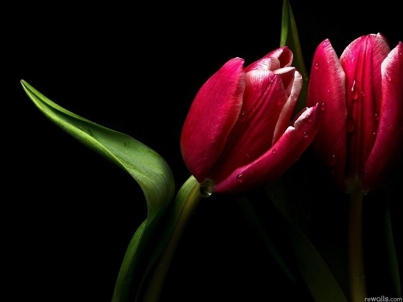 Red Tulips with Water Droplets — Dramatic