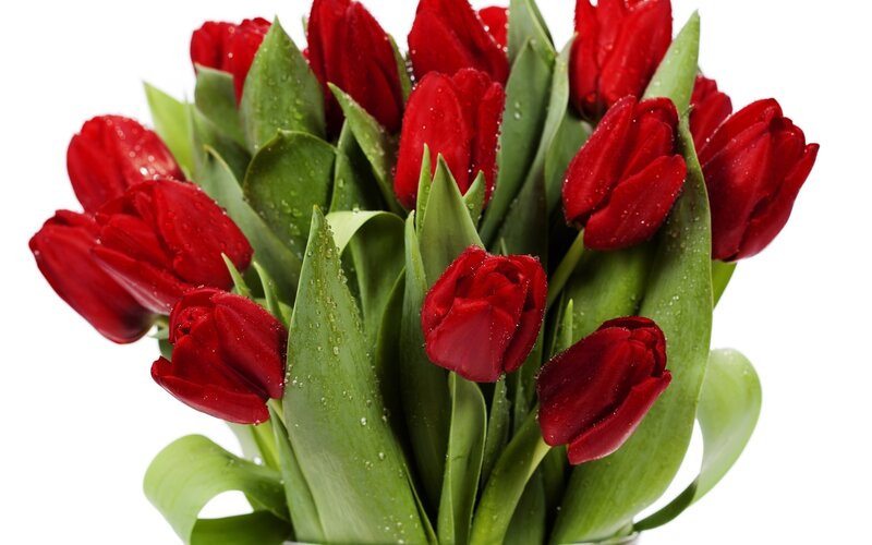 Red Tulips with Water Droplets — Fresh, Photograph