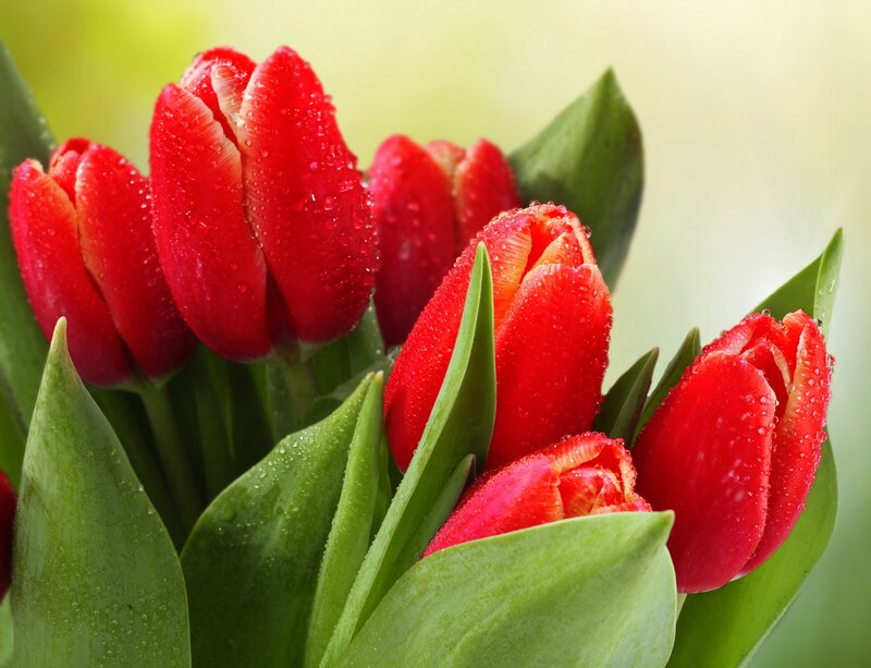 Red Tulips with Water Droplets — Fresh, Spring, Photograph