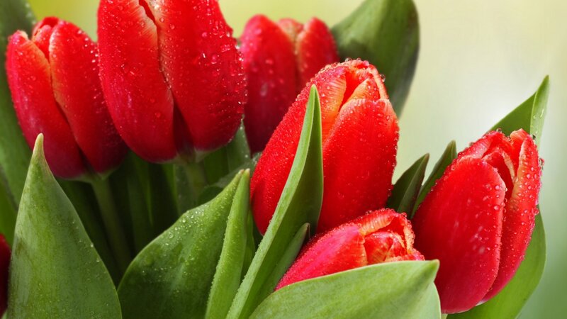 Red Tulips with Water Droplets — Fresh, Spring