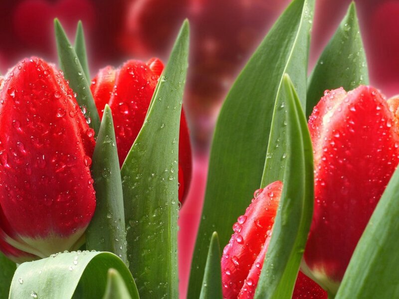 Red Tulips with Water Droplets — Fresh