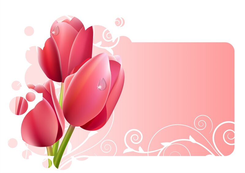 Red Tulips with Water Droplets — Pink