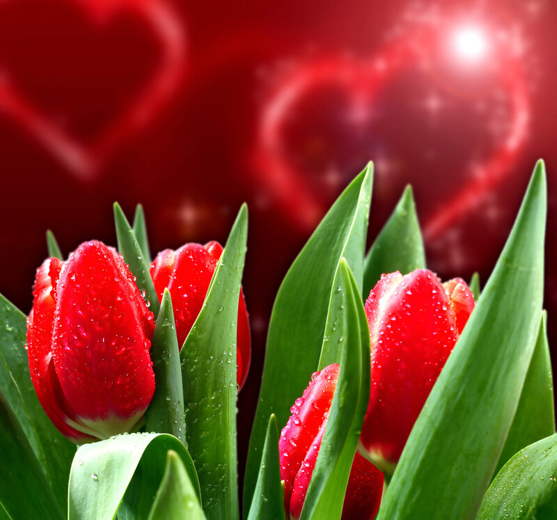 Red Tulips with Water Droplets — Romantic, Photograph