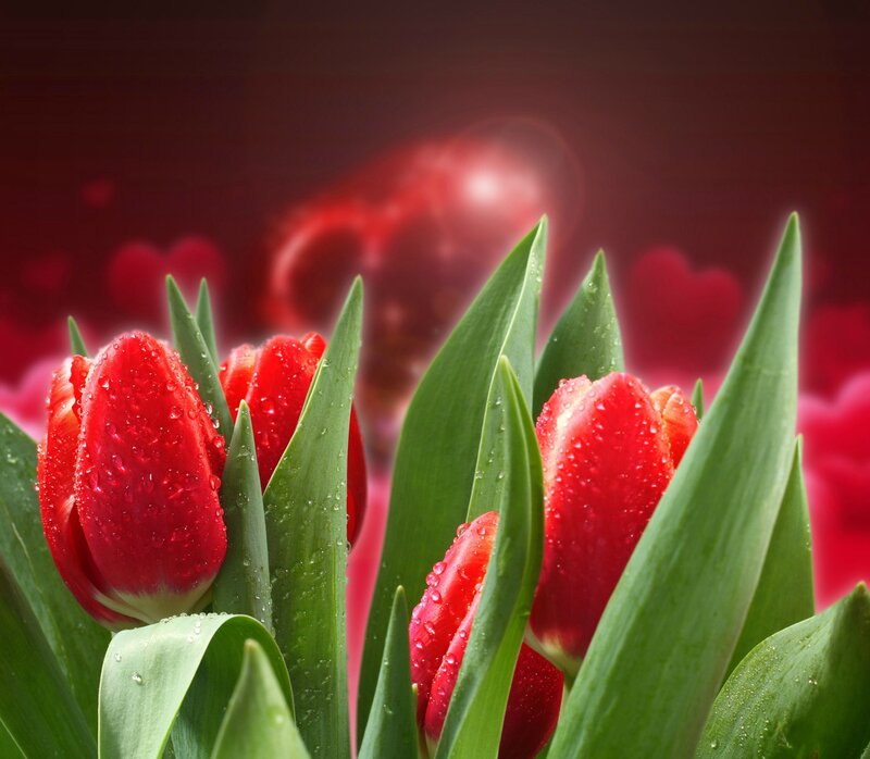 Red Tulips with Water Droplets — Romantic