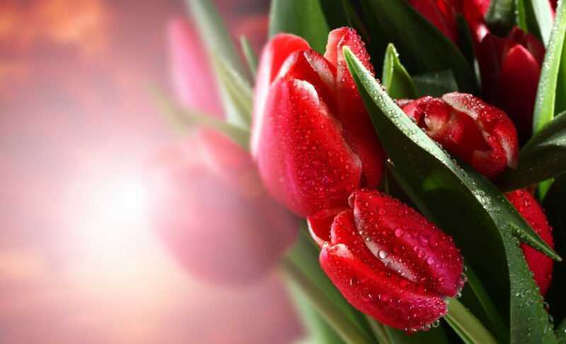 Red Tulips with Water Droplets — Serene, Morning, Photograph