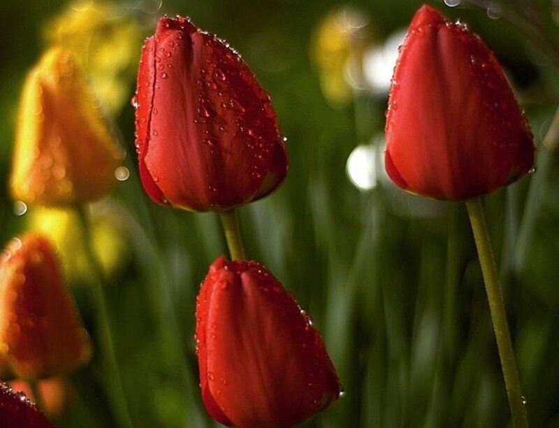 Red Tulips with Water Droplets — Serene, Morning