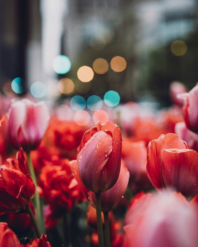 Red Tulips with Water Droplets — Serene, Night