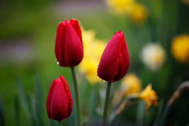 Red Tulips with Water Droplets — Serene, Spring, Photograph