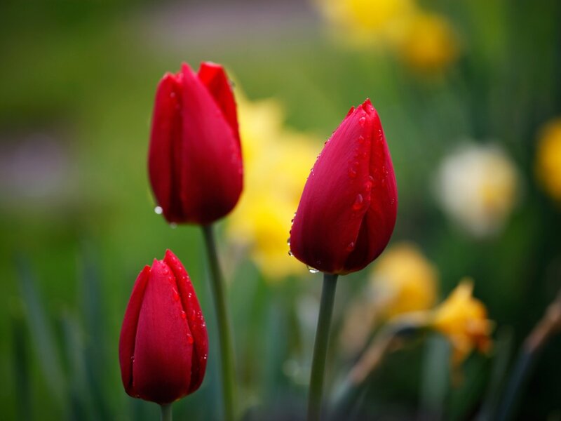 Red Tulips with Water Droplets — Serene, Spring, Photograph, Water Droplets