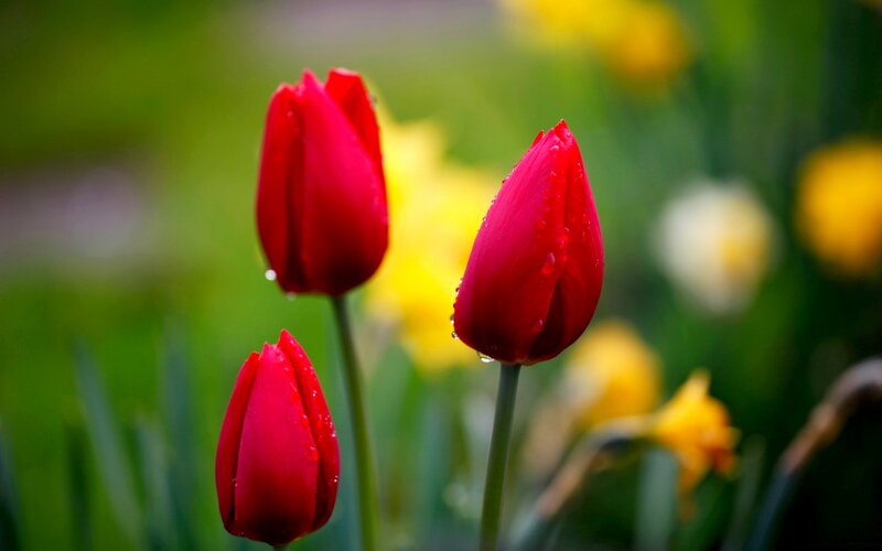 Red Tulips with Water Droplets — Serene, Spring, Photograph, Yellow Flowers