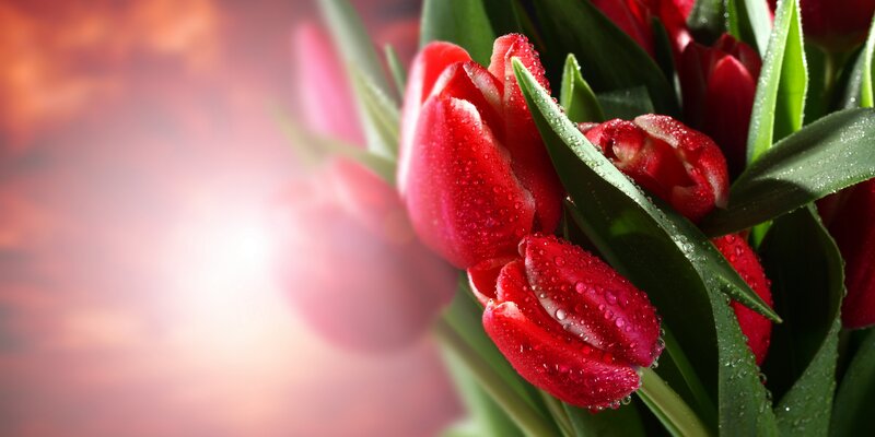 Red Tulips with Water Droplets — Serene, Sunset