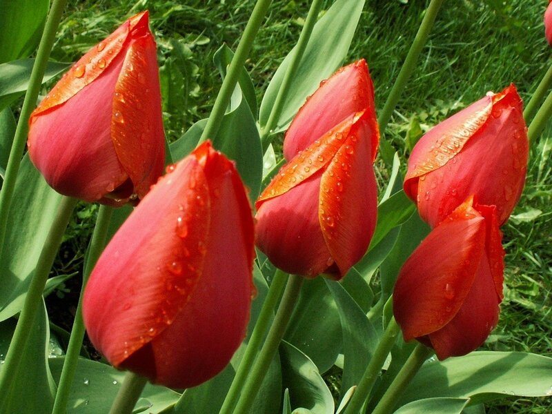 Red Tulips with Water Droplets — Serene