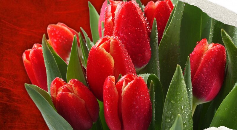 Red Tulips with Water Droplets — Vibrant, Photograph, Green Leaves