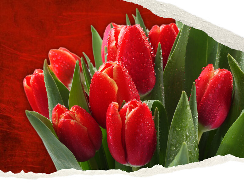 Red Tulips with Water Droplets — Vibrant, Photograph