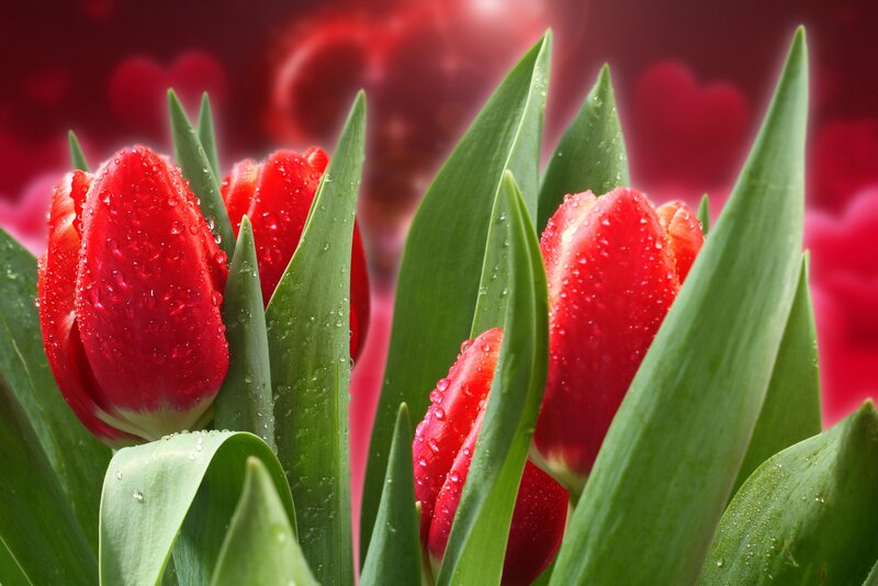Red Tulips with Water Droplets — Vibrant, Spring, Photograph