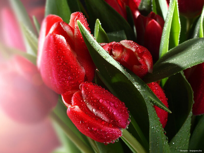 Red Tulips with Water Droplets — Vibrant, Spring
