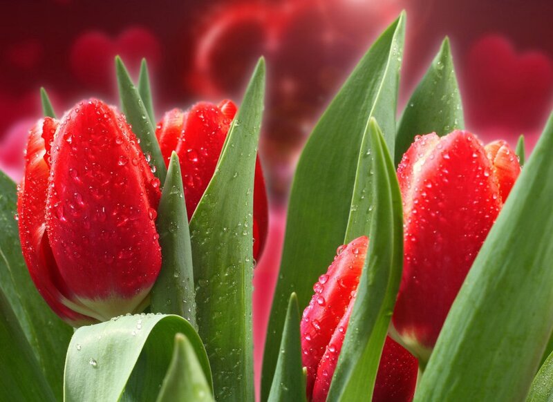 Red Tulips with Water Droplets — Vibrant