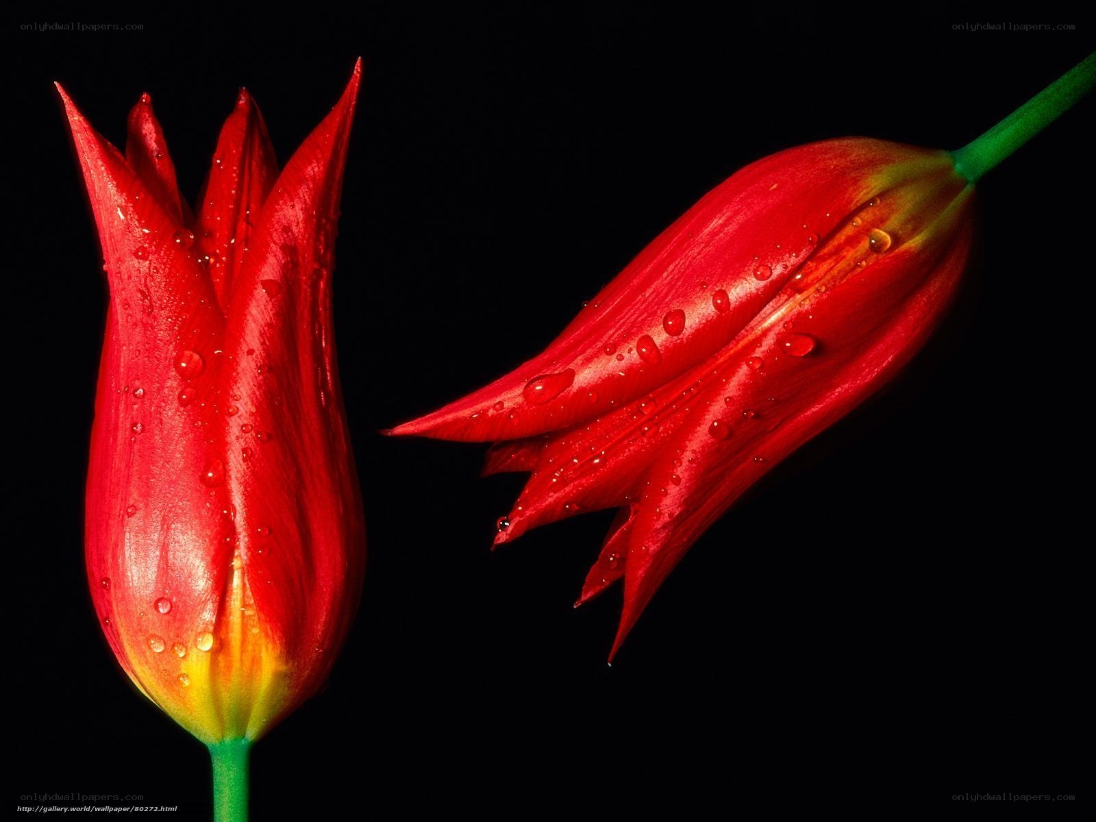 Red tulips with water droplets