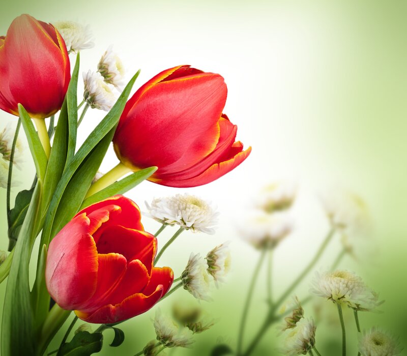 Red Tulips with White Flowers — Serene