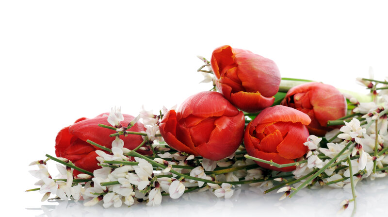 Red Tulips with White Flowers
