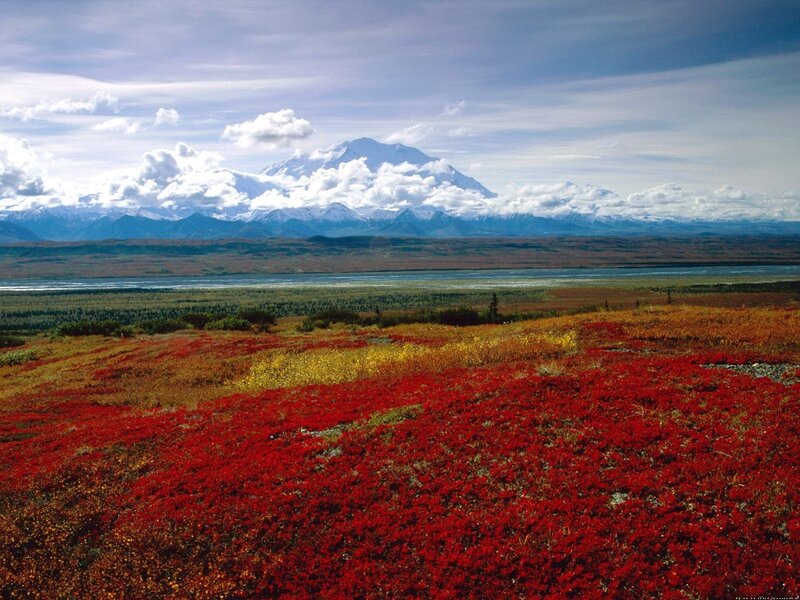 Red Tundra Flowers — Serene, Autumn, Photograph, Mountain, River