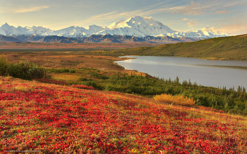Red Tundra Flowers — Serene, Autumn, Photograph