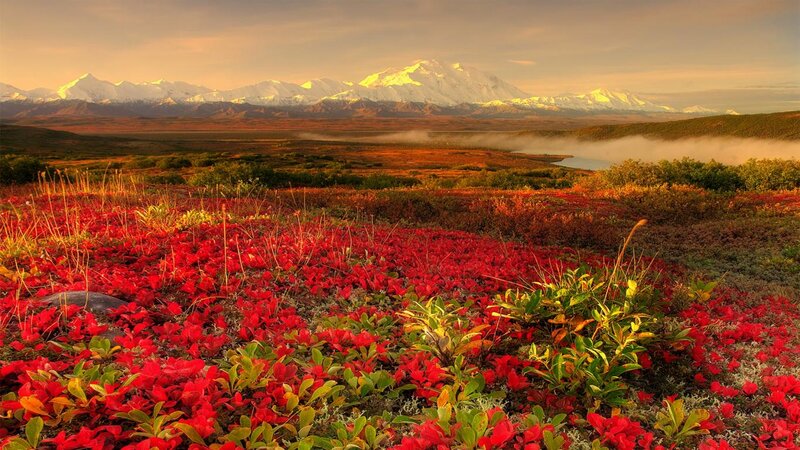 Red Tundra Flowers — Serene, Sunset, Photograph