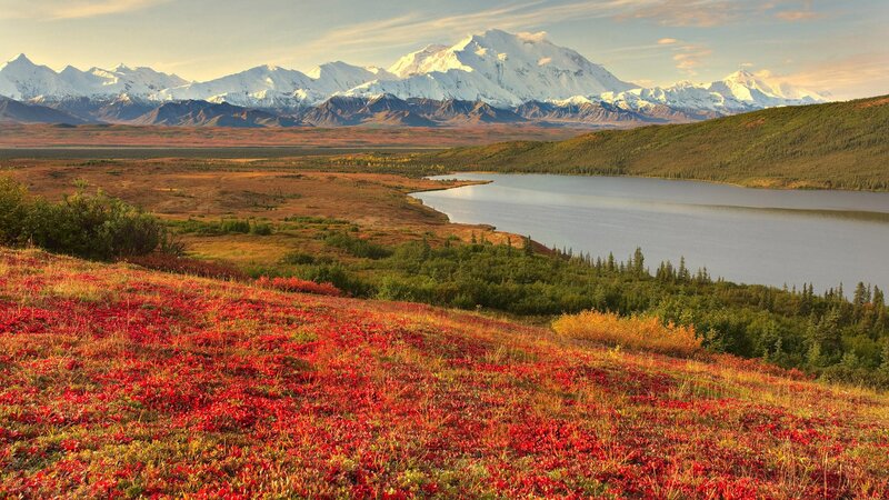 Red Tundra Flowers — Serene, Sunset
