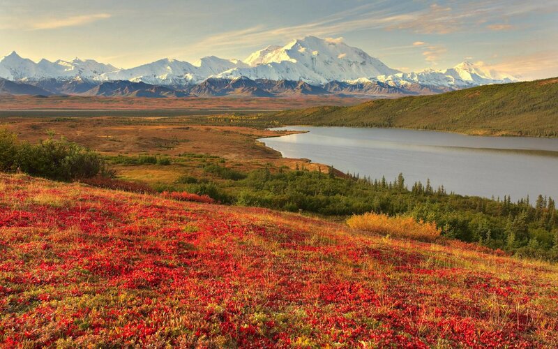 Red Tundra Flowers — Serene