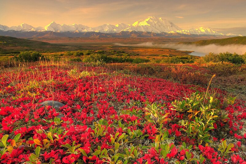 Red Tundra Flowers