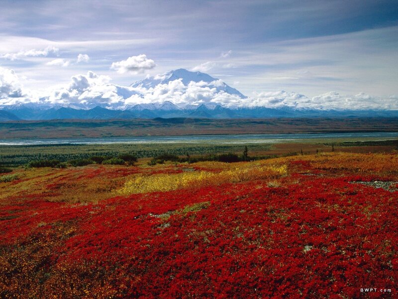 Red tundra flowers with mountain view