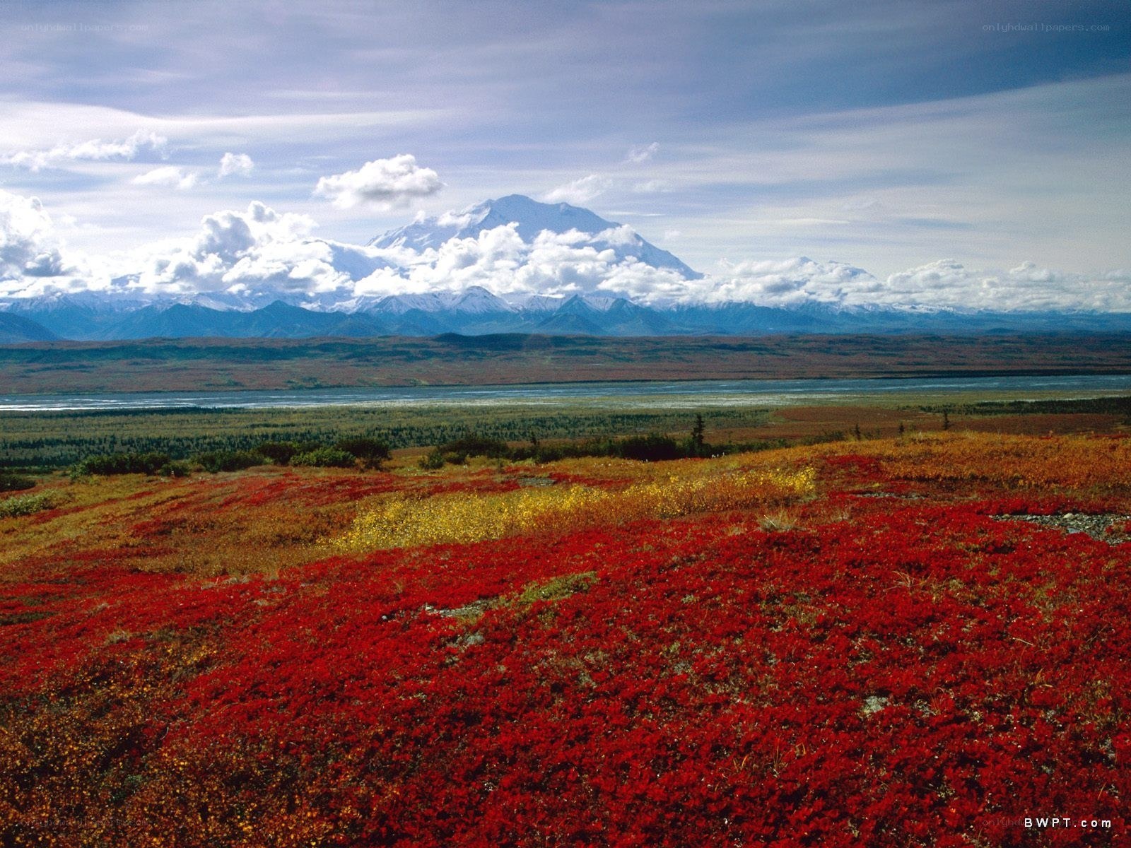 Red tundra flowers with mountain view