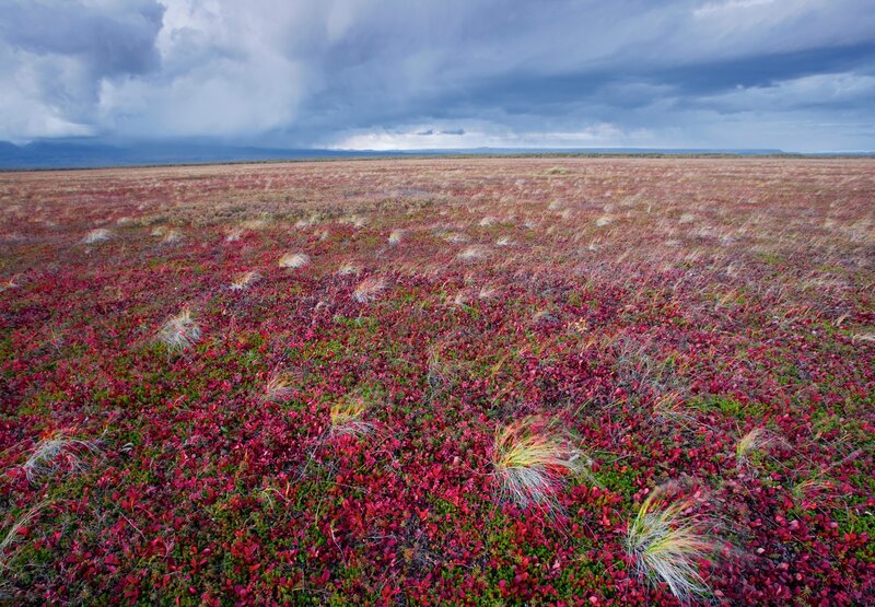 Red Tundra Landscape